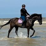 Ideale leer/wandelpony, Dieren en Toebehoren, Pony's, Gechipt, Ruin, 11 jaar of ouder, Recreatiepony