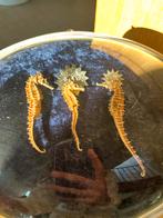 Taxidermy seahorse wall decoration, Ophalen of Verzenden