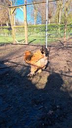 Brahma groothoender hen, Dieren en Toebehoren, Pluimvee