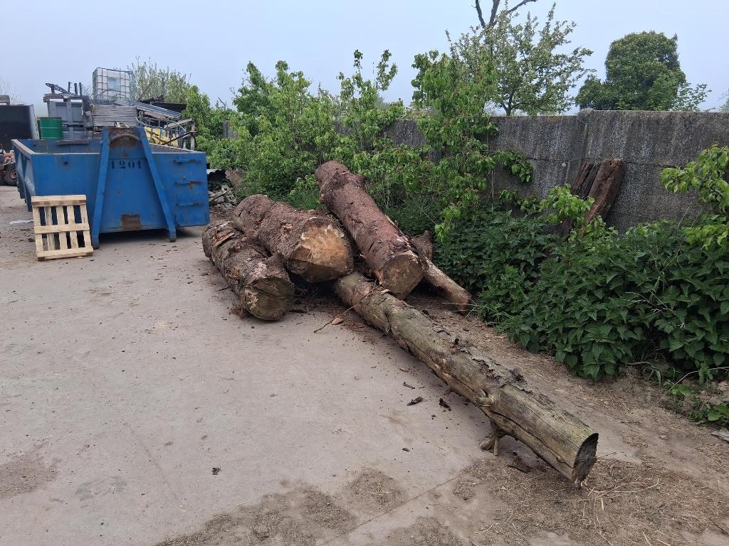 Gratis dennenstammen, brandhout, Moins de 3 m³, Enlèvement, Autres essences de bois, Troncs d'arbres