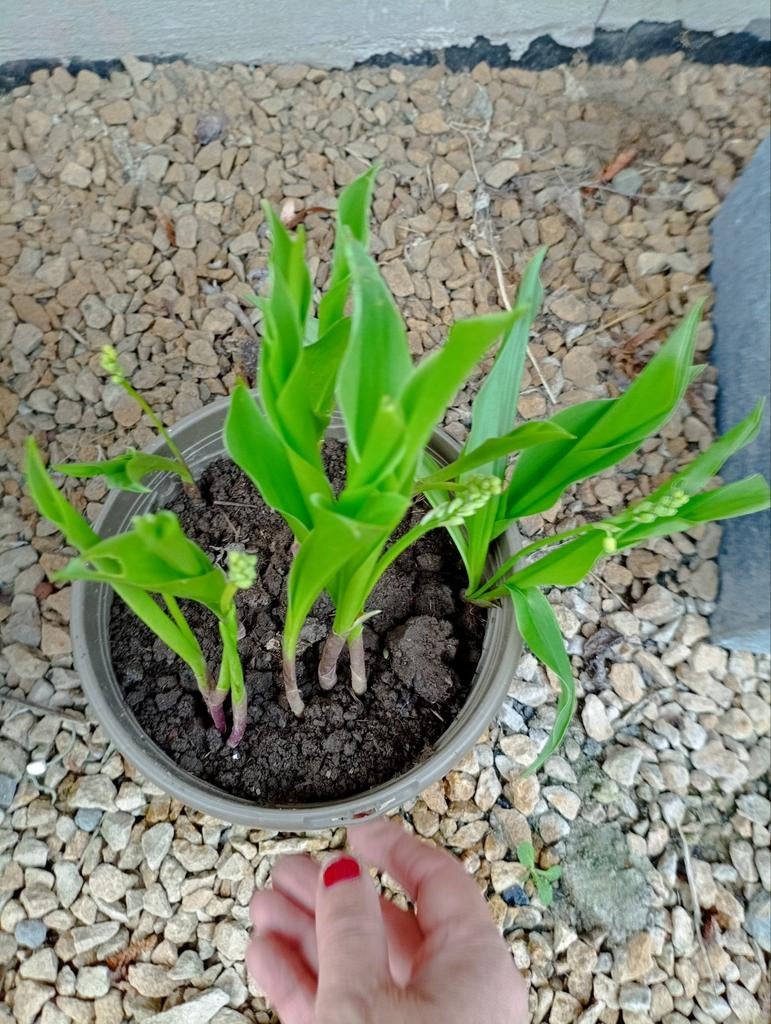 Plusieurs plantes, Jardin & Terrasse, Enlèvement