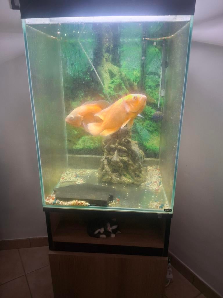 Paire de cichlidés perroquets