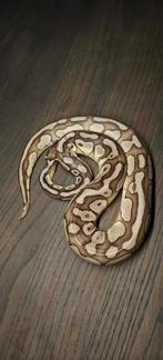 Ball python 1.0 Pastel lesser 100% het Desert Ghost, Dieren en Toebehoren, Slang, Tam, 3 tot 6 jaar
