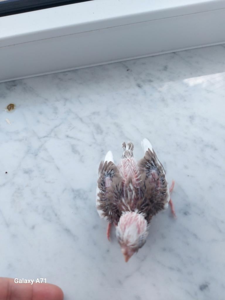 Super handtamme valkparkiet, Geslacht onbekend, Parkiet, Tam