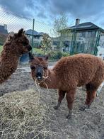 Alpaca hengst, Dieren en Toebehoren, Juli, Mannelijk
