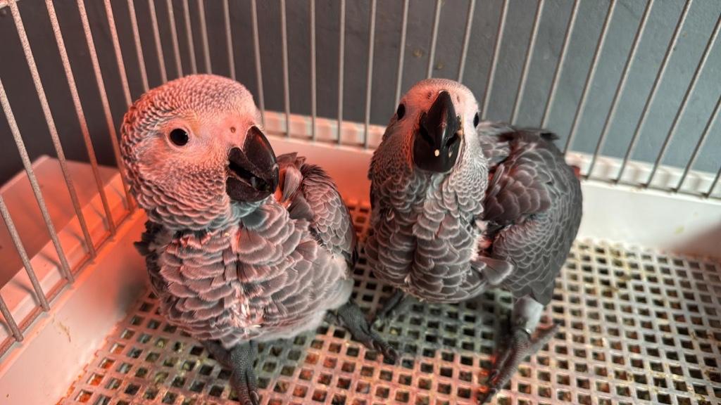 Tamme grijze roodstaart papegaai, Dieren en Toebehoren, Vogels | Parkieten en Papegaaien, Papegaai, Pratend