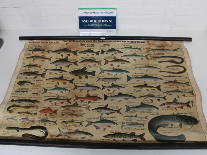 Vintage Schoolkaart - Plaat der Zoetwatervissen, Verzamelen, Retro