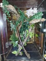 Repti home terrarium, Dieren en Toebehoren, Reptielen en Amfibieën | Toebehoren, Ophalen, Gebruikt, Terrarium of Paludarium
