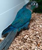 Mâle pyrrhura df violet turquoise, Mâle, Bagué