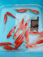 Sarasas sluierstaarten 10/12 cm, Dieren en Toebehoren, Vissen | Vijvervissen