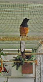 Schama lijsters., Dieren en Toebehoren, Meerdere dieren, Tropenvogel, Geringd