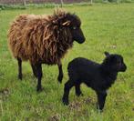 schapen, Animaux & Accessoires, Moutons, Chèvres & Cochons, Mouton, Femelle, 0 à 2 ans