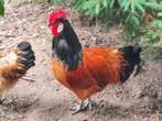 Coq Vorwerk Pure race. Moins de 1 an., Dieren en Toebehoren, Pluimvee