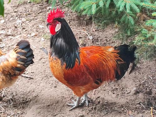 Coq Vorwerk Pure race. Moins de 1 an., Dieren en Toebehoren, Pluimvee