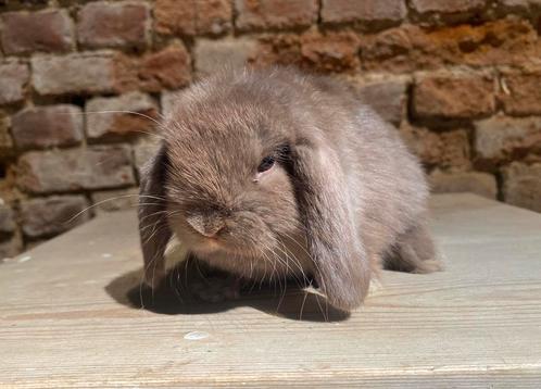 Minilop voedstertje (transport mogelijk), Dieren en Toebehoren, Konijnen, Dwerg, Vrouwelijk, 0 tot 2 jaar, Hangoor