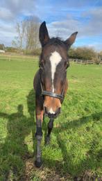 Paard, Dieren en Toebehoren, Paarden, Springpaard, B, 160 tot 165 cm, 11 jaar of ouder