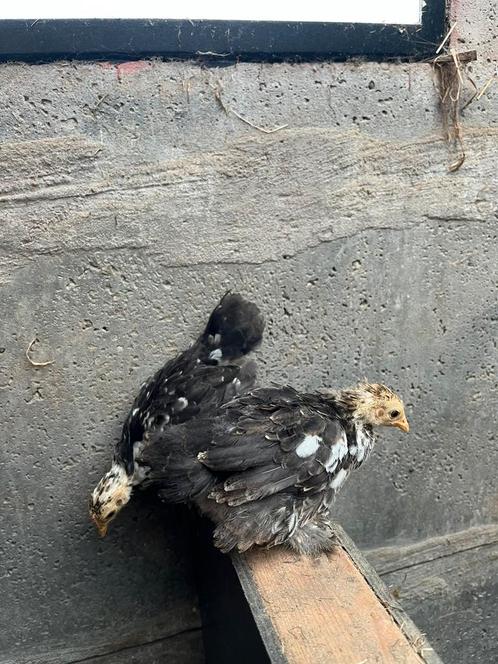 Cochin kriel hennetjes, Dieren en Toebehoren, Pluimvee, Kip, Vrouwelijk