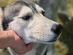Siberische husky teef met stamboom, Dieren en Toebehoren, België, Fokker | Hobbymatig, CDV (hondenziekte), 1 tot 2 jaar