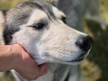 Siberische husky teef met stamboom beschikbaar voor biedingen