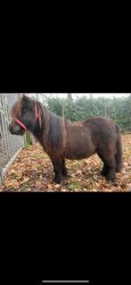 Kinder pony! Super braaf, Dieren en Toebehoren, Paarden en Pony's | Beschermers, Ophalen of Verzenden, Rijden