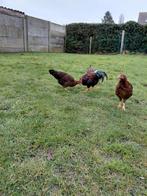 Welsumer krielen, Dieren en Toebehoren, Pluimvee, Meerdere dieren, Kip