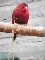 Zonne Astrild POP - Neochmia Phaeton GEZOCHT, Mannelijk, Tropenvogel