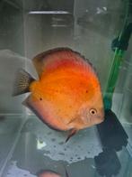 Discus Red melon discus 20cm, Dieren en Toebehoren, Vissen | Aquariumvissen