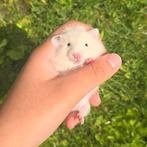 Goudhamster, Dieren en Toebehoren, Hamster, Juni, Mannelijk, Tam