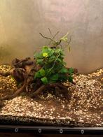 Anubia op hout, Dieren en Toebehoren, Ophalen