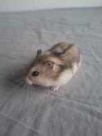 Les adorables petits hamsters nains russes cherchent un foye, Hamster, Domestique, Janvier, Sexe inconnu