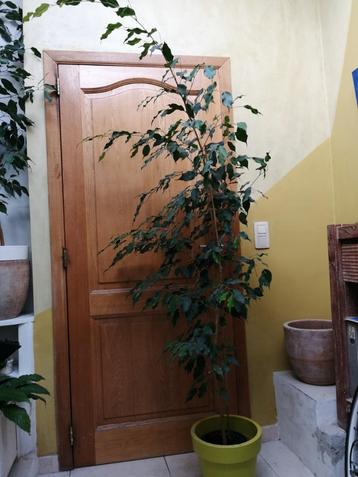 FICUS BENJAMINA hoogte 220 cm beschikbaar voor biedingen