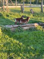 Soay schaap, Dieren en Toebehoren, Schaap