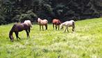 Opfok Duitsland, Dieren en Toebehoren, Stalling en Weidegang, Opfok, 2 of 3 paarden of pony's