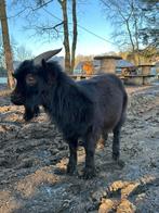 Dwerggeit bokje, Dieren en Toebehoren, Schapen, Geiten en Varkens, Mannelijk, Geit, 3 tot 5 jaar