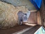 Konijn hangoor nederlands, Dieren en Toebehoren, Meerdere dieren, Klein, Hangoor, 0 tot 2 jaar