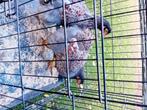 Wyandotte goud blauw gezoomd groothoender, Dieren en Toebehoren, Pluimvee, Vrouwelijk, Kip