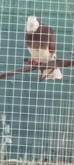 sierduiven, Dieren en Toebehoren, Meerdere dieren, Overige soorten