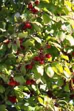 Gele kornoelje (Cornus mas), Ophalen, Overige soorten, 250 tot 400 cm, Halfschaduw