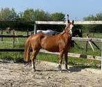 D spring pony, Dieren en Toebehoren, Pony's, Merrie, D pony (1.37m tot 1.48m), Springpony, 3 tot 6 jaar