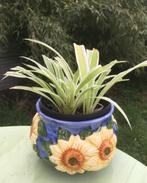 Zebragras in cache-pot met zonnebloemen, Maison & Meubles, Plantes d'intérieur, En pot, Plante verte, Plein soleil, Enlèvement ou Envoi