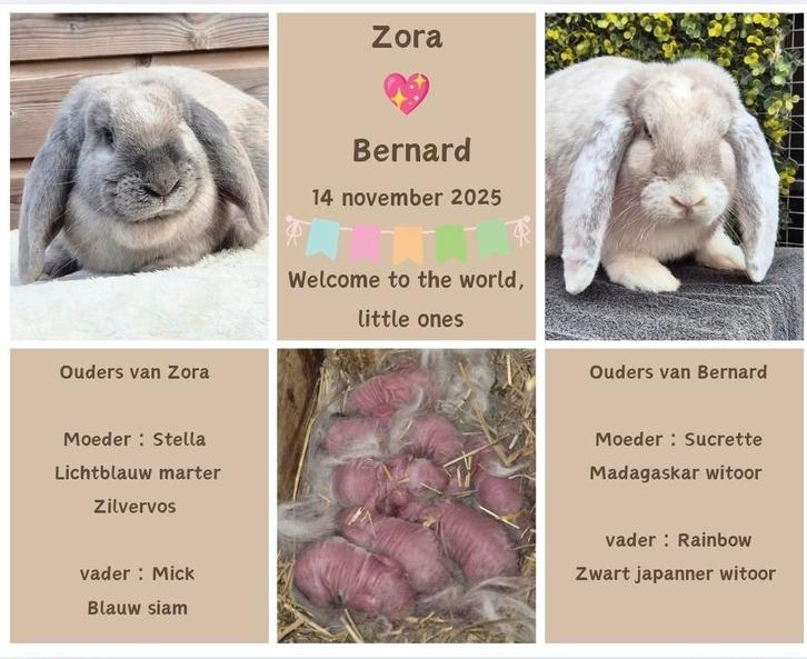 Franse hangoren, Dieren en Toebehoren, Konijnen