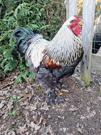 Brahma zilverpatrijs haan, Dieren en Toebehoren, Pluimvee