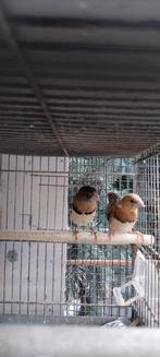 Bruinborstrietvinken