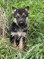 Duitse herder pups, België, CDV (hondenziekte), 8 tot 15 weken, Meerdere