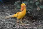 Gele gaudfazant, Dieren en Toebehoren, Pluimvee