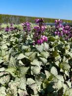 Lamium beacon silver/ white nancy, Tuin en Terras, Planten | Tuinplanten, Ophalen, Vaste plant, Bodembedekkers, Halfschaduw