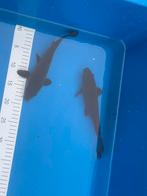 Japanse koi Chagoi, Dieren en Toebehoren, Vissen | Vijvervissen, Karper of Koi