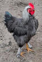 Jong haantje te koop,  6 euro, Dieren en Toebehoren, Pluimvee
