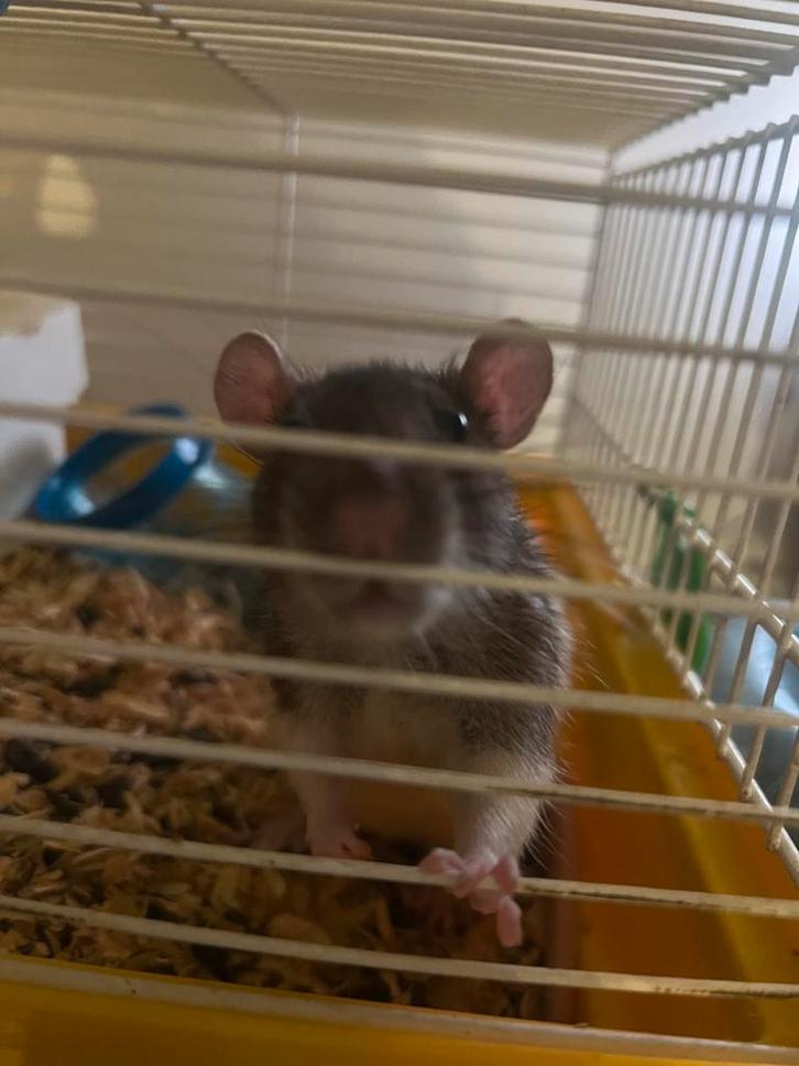 Dumbo rat met kooi en toebehoren, Dieren en Toebehoren, Knaagdieren, Vrouwelijk, Rat, Juli, Tam