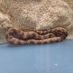Western hognose, Dieren en Toebehoren, Slang, 0 tot 2 jaar